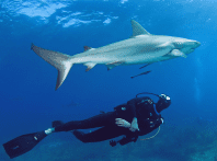 interagir avec les requins
