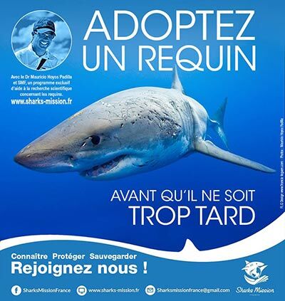 Grand requin blanc