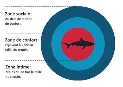 Interagir avec les requins