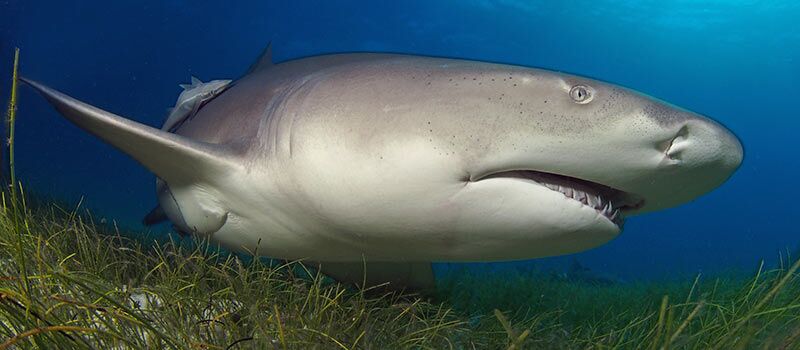 Requin citron