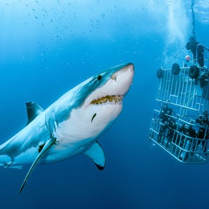 cage avec plongeurs et requin