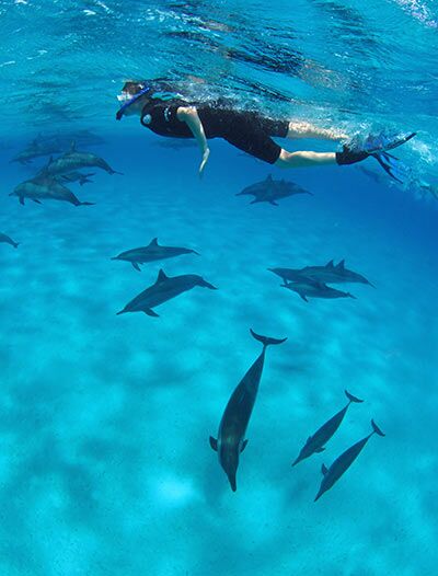Rêve de dauphins
