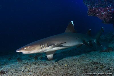 Requins