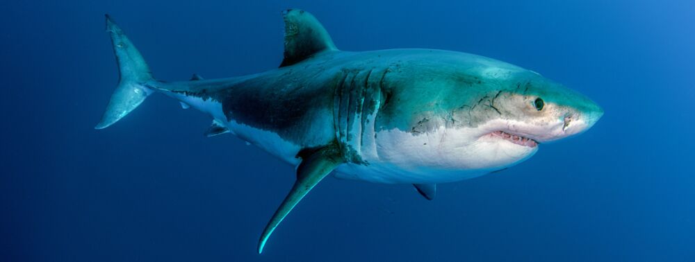 Grand requin blanc