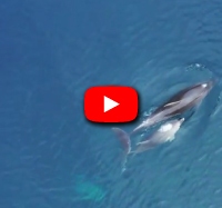 video dauphins corse