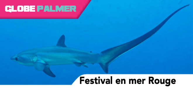 Festival en mer rouge