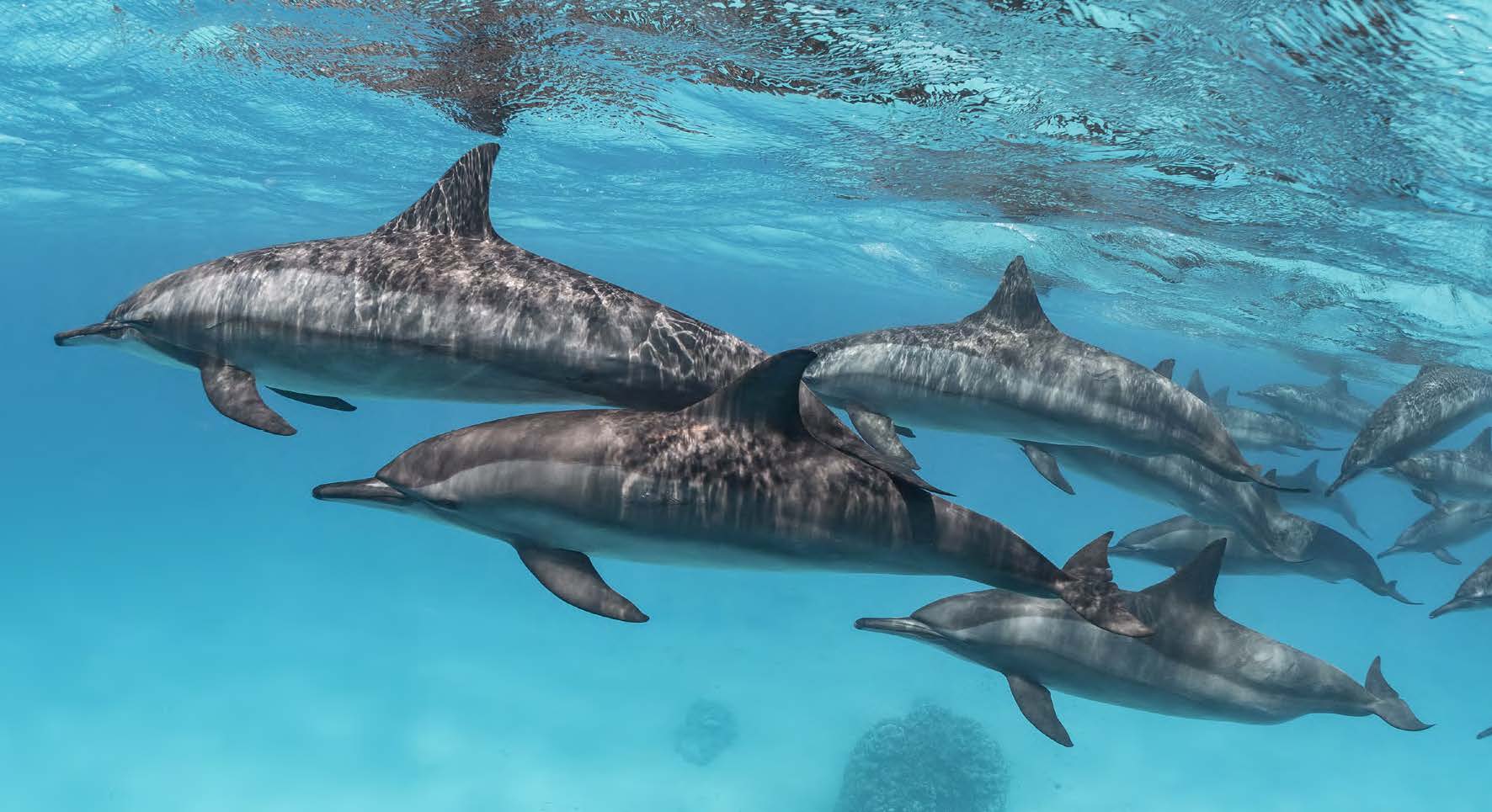 bande de dauphin en mer rouge