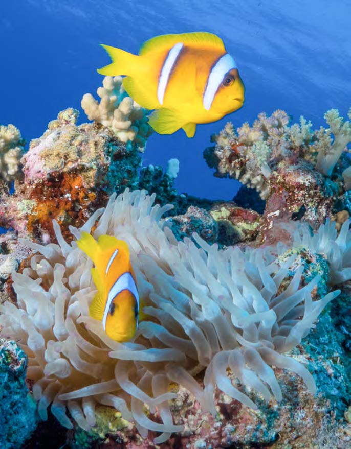 poisson jaune mer rouge