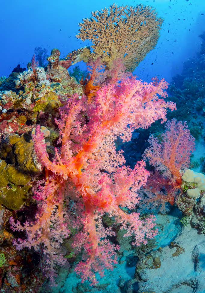 corail