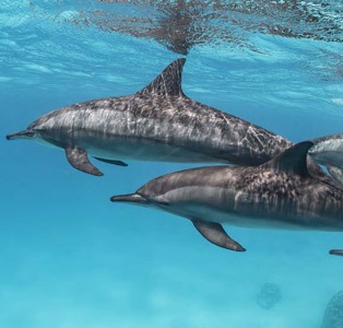 dauphins de mer rouge