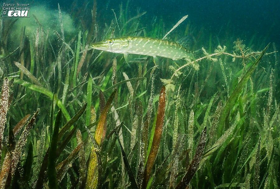 poisson lac
