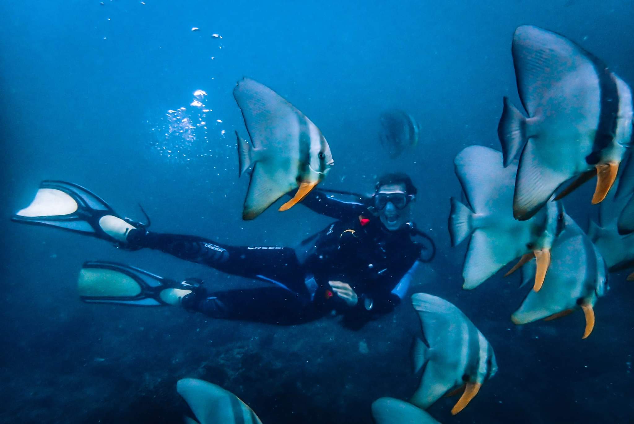 poisson Platax teira, ile de la réunion