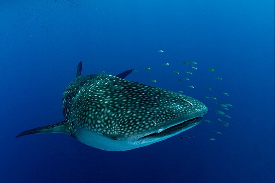 requin baleine de Madagascar