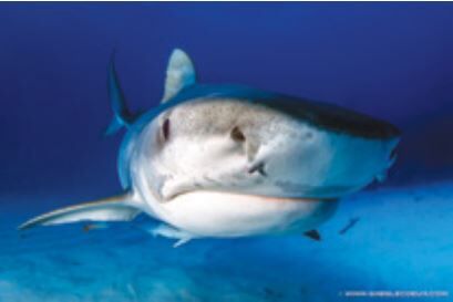 requin tigre