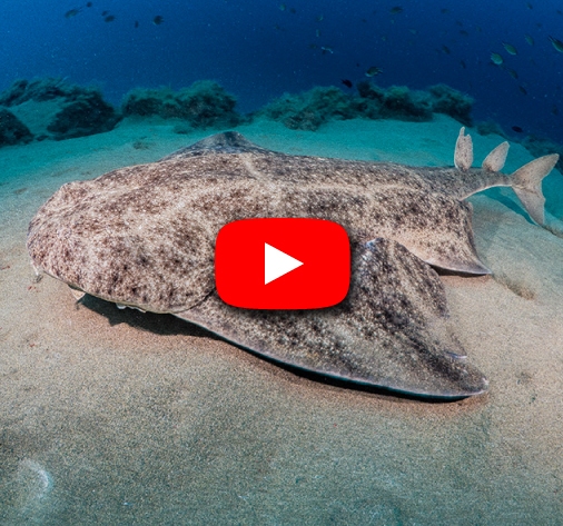 requin ange lanzarote